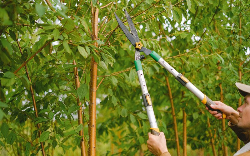 Tree trimming in Cosmopolis, WA
